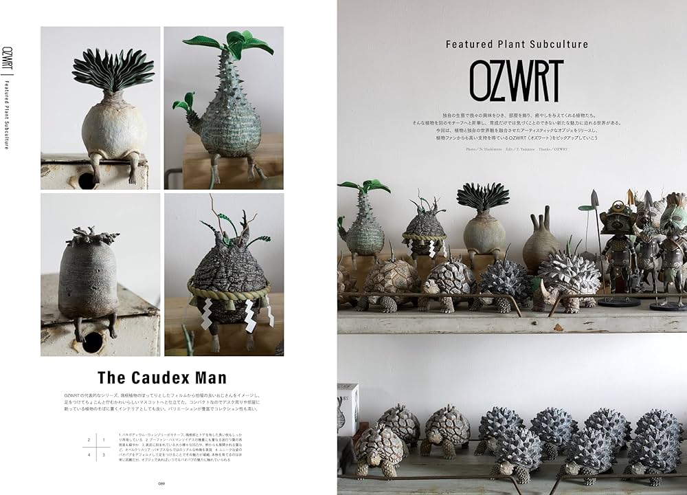 INDOOR JUNGLE （インドアジャングル）No.06 ビカクシダ、新表現の胎動