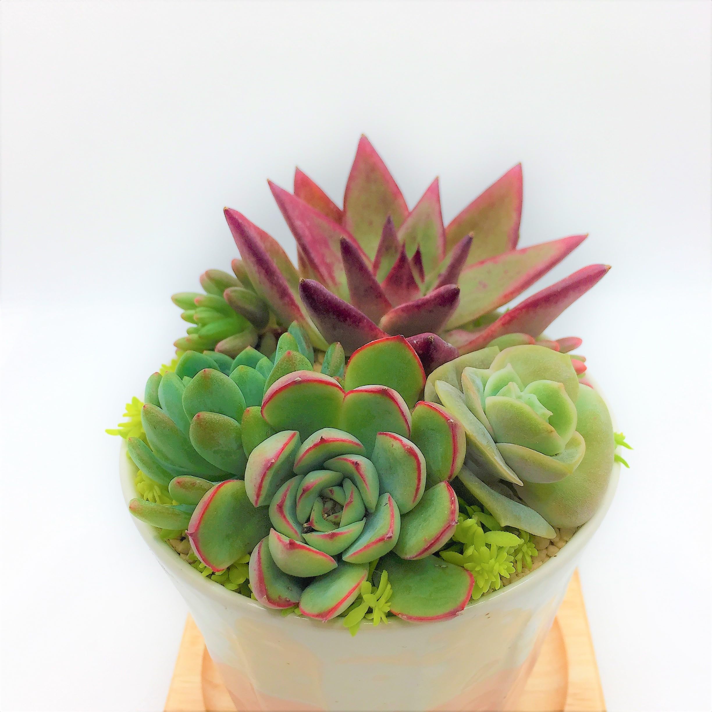 Amazon｜寄せ植え 多肉植物 そのまま飾れる寄せ植え 肉厚でプリプリの