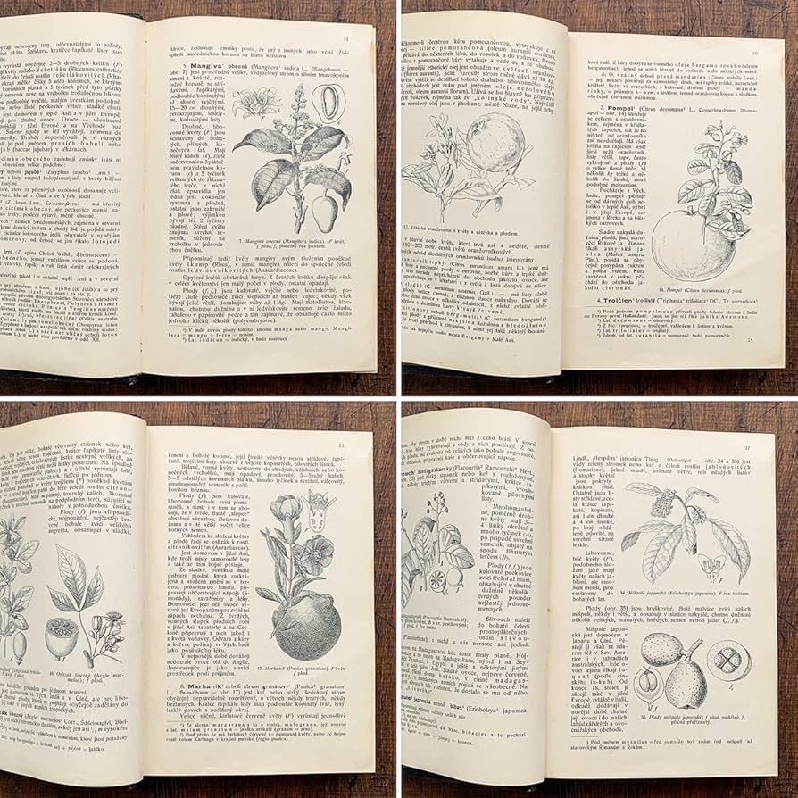 Amazon.co.jp: アンティークチェコの古い植物図鑑(Stromy a kre ovocne