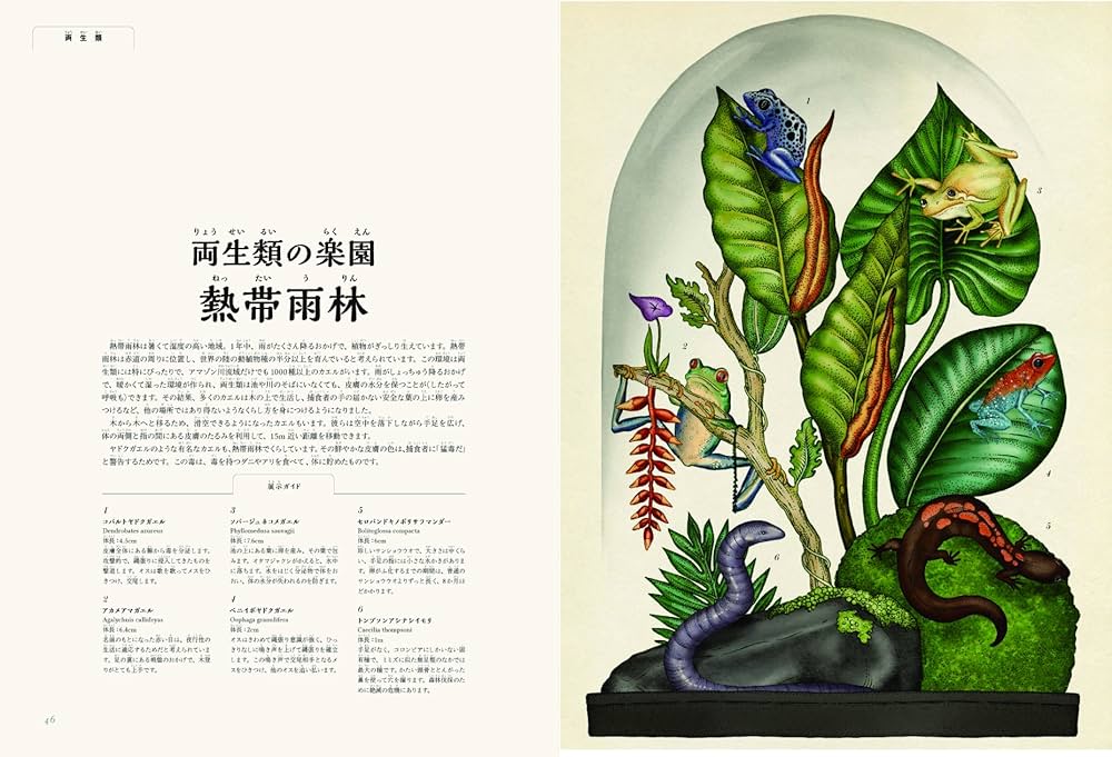 Amazon.co.jp: アニマリウム ようこそ、動物の博物館へ : ジェニー