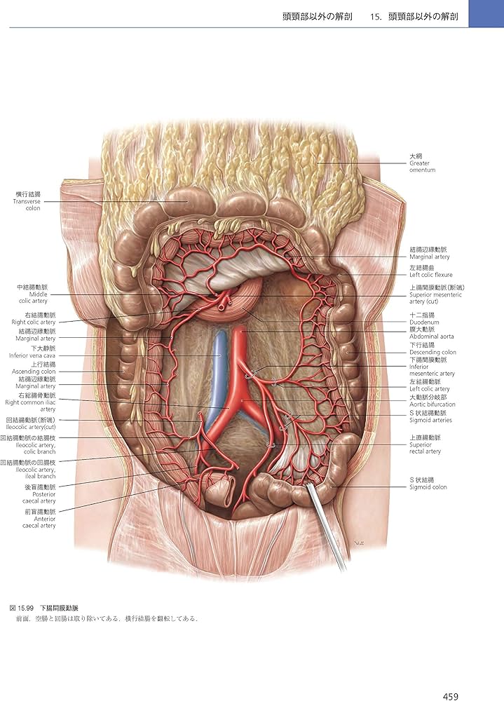 Amazon.co.jp: プロメテウス解剖学アトラス 口腔・頭頸部 第2版 : 坂井