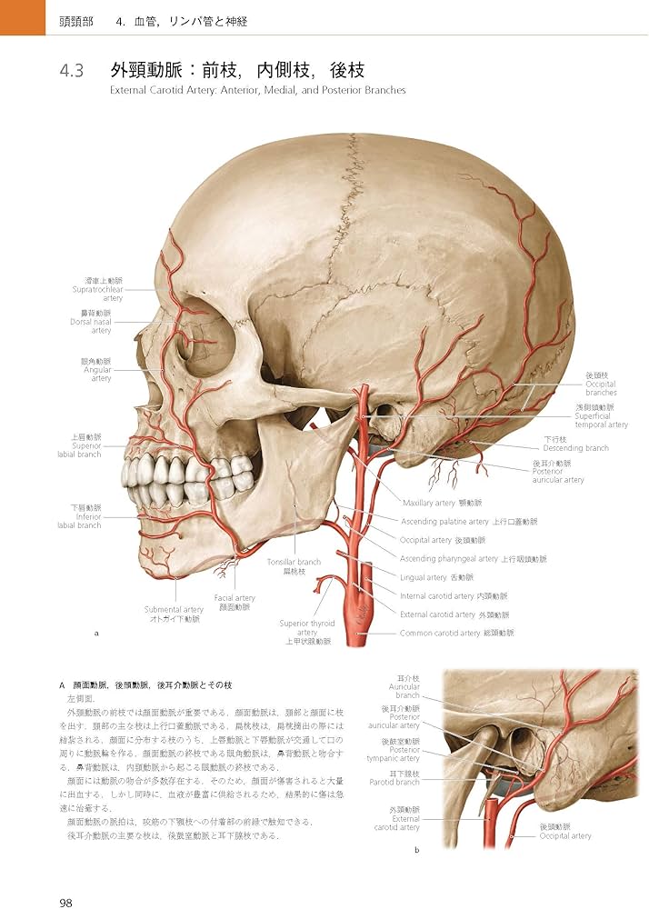 プロメテウス解剖学アトラス 頭頸部/神経解剖 第3版 | 坂井 建雄 |本