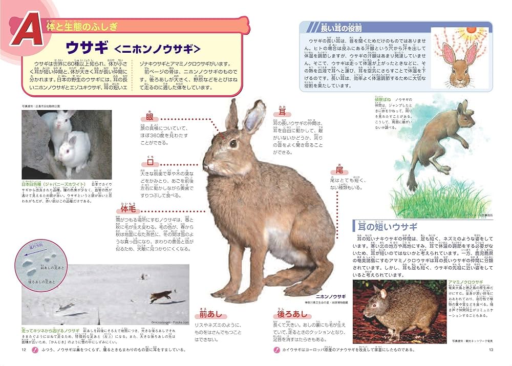 ホネホネ動物ふしぎ大図鑑 | 富田京一 |本 | 通販 | Amazon