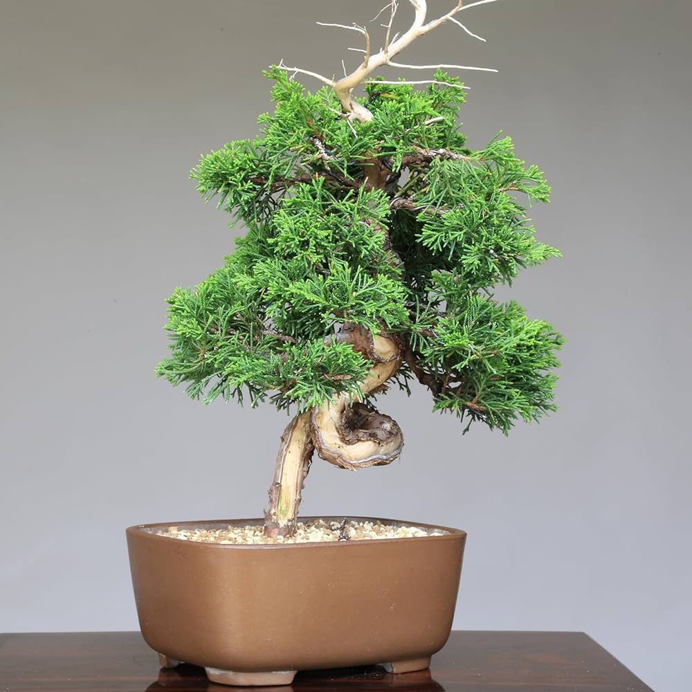 Amazon.co.jp: 糸魚川真柏（捻転幹・ジン・シャリ）小品盆栽 【泰寿園