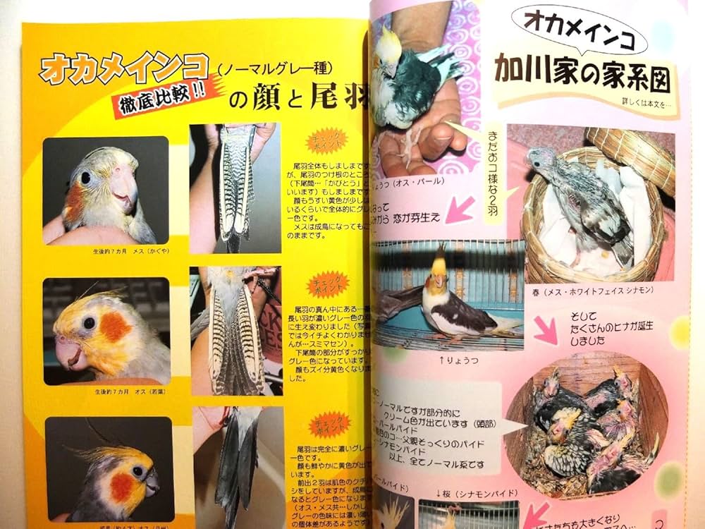 手乗り鳥の本 1号 |本 | 通販 | Amazon