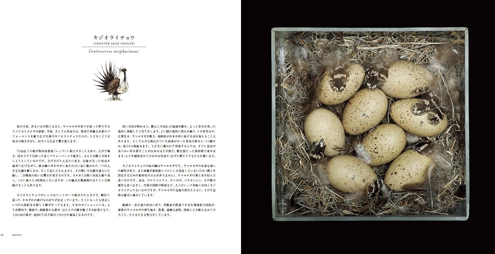 写真集 鳥の巣 50個の巣と、50種の鳥たち | シャーロン・ビールズ