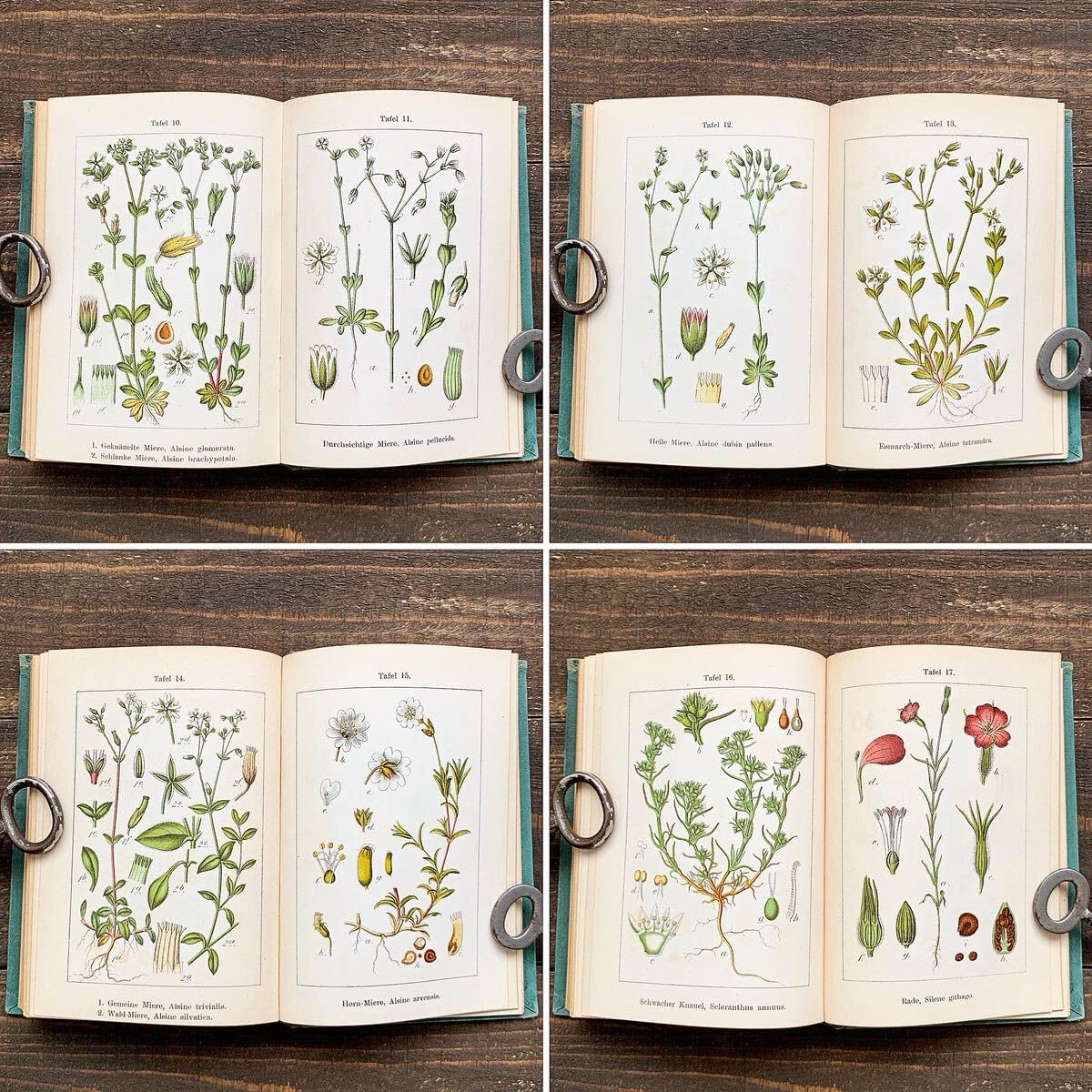 Amazon.co.jp: [1901年]ドイツの古い植物図鑑(Flora von Deutschland 5