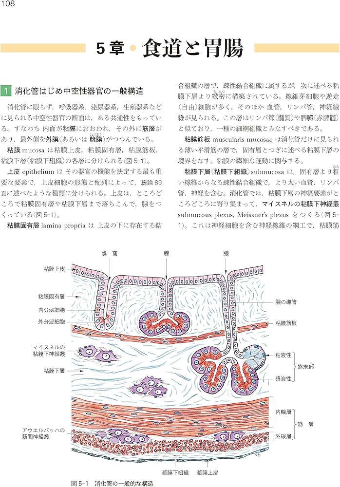 Amazon.co.jp: 標準組織学 各論 第6版 : 岩永 敏彦, 渡部 剛, 藤田