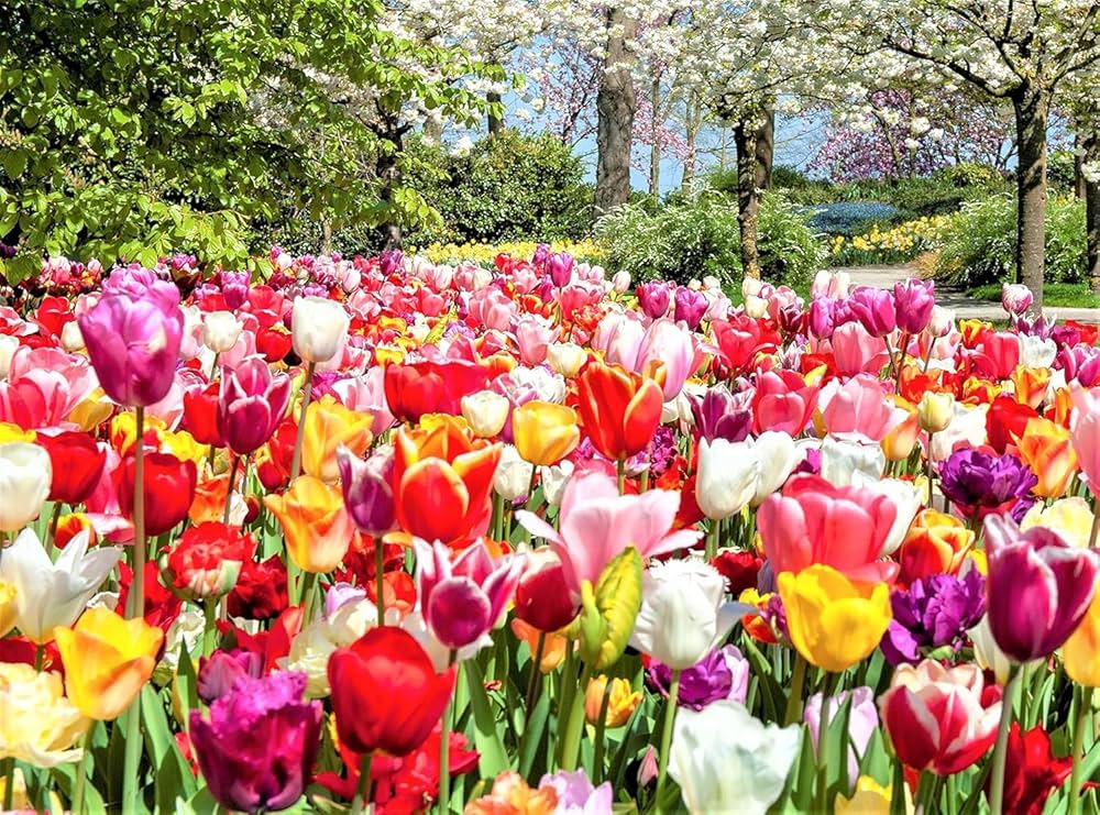 Amazon | ごちゃまぜ てんこ盛り おまかせチューリップ 球根 500球