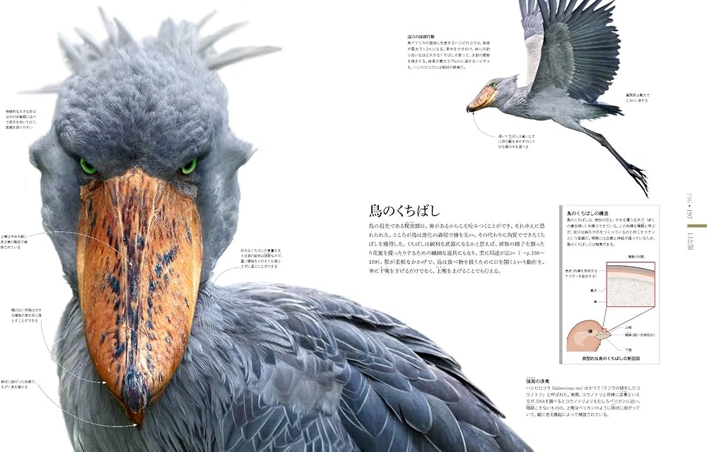 81hExu+kuDL._AC_UF1000,