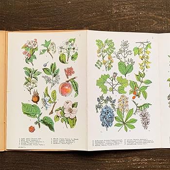 洋書 植物図鑑 ドイツ 花 BLUMEN IN WALD UND FLUR 洋書 植物図鑑