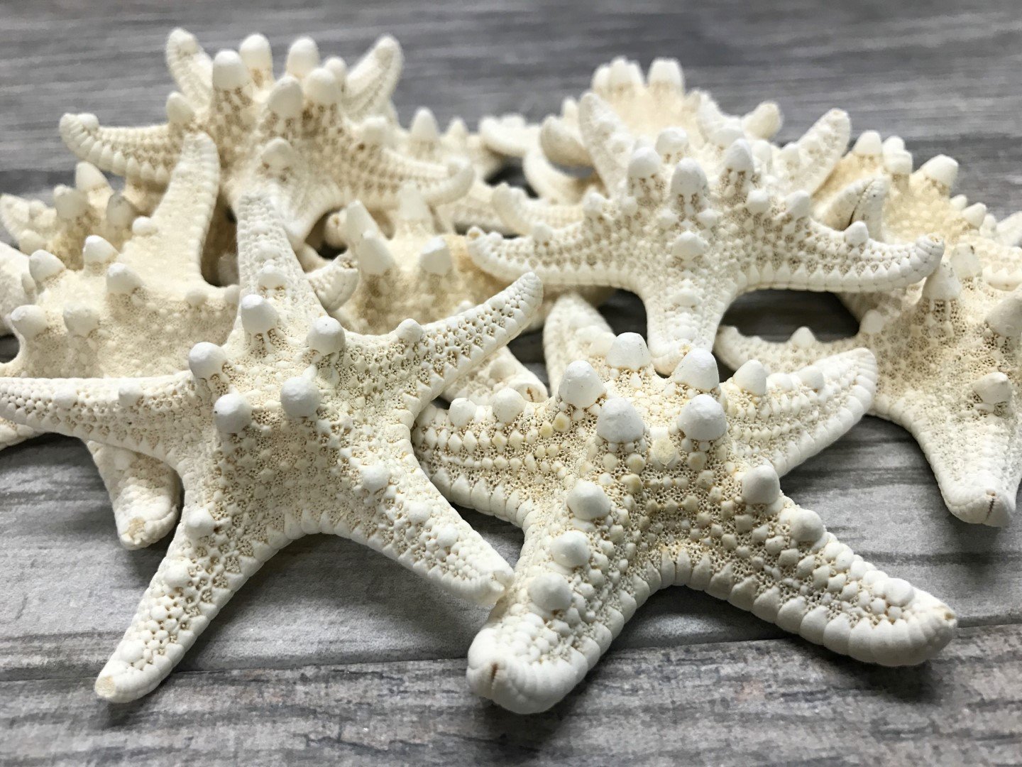 Amazon.com: Real Knobby Starfish | 12 Real Knobby Starfish White 3
