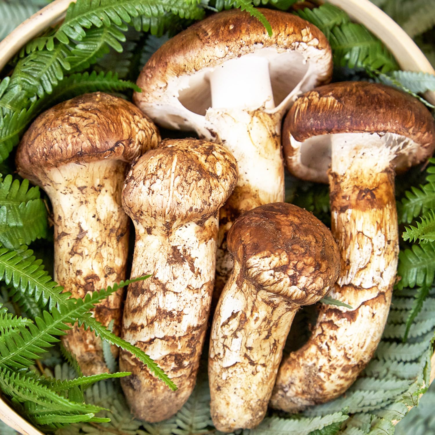 Amazon.co.jp: 生松茸 訳あり 約500g ＜開き方・大きさおまかせ＞ 空輸