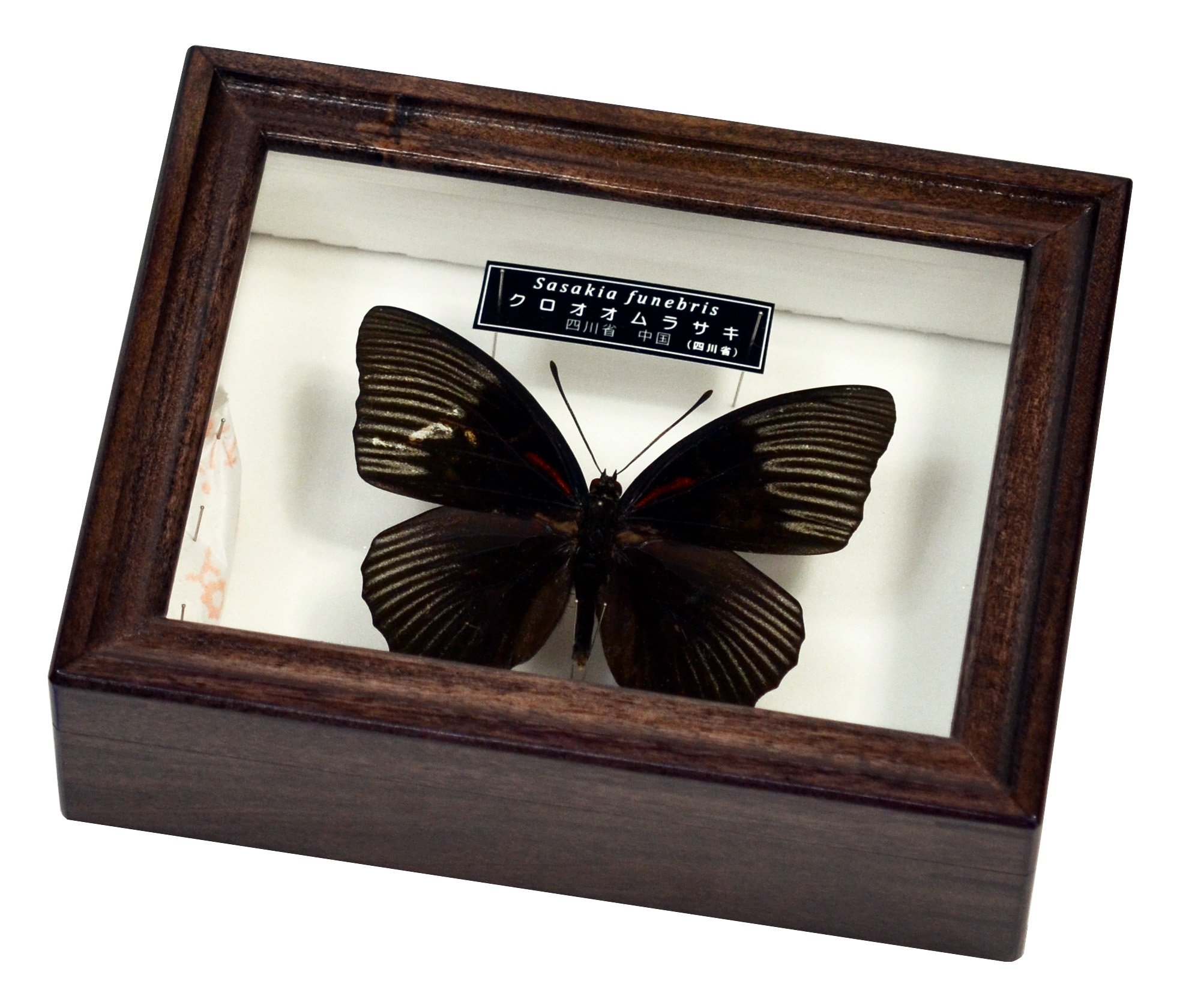 Amazon | 美しい蝶の標本 名和昆虫博物館企画・製作 クロオオムラサキ