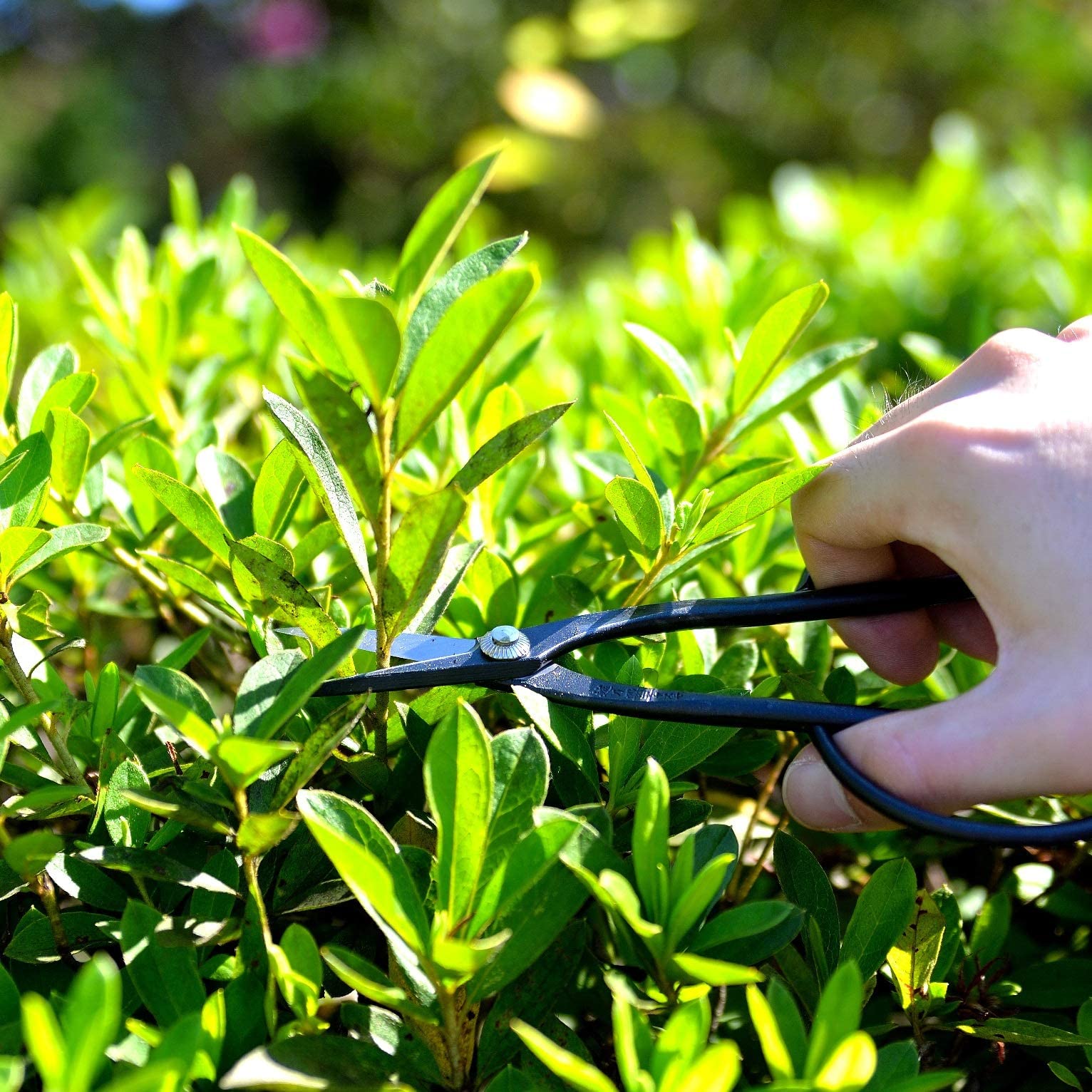 Amazon.co.jp: KAKURI 日本製 盆栽道具セット 7本 日本製 プロ仕様