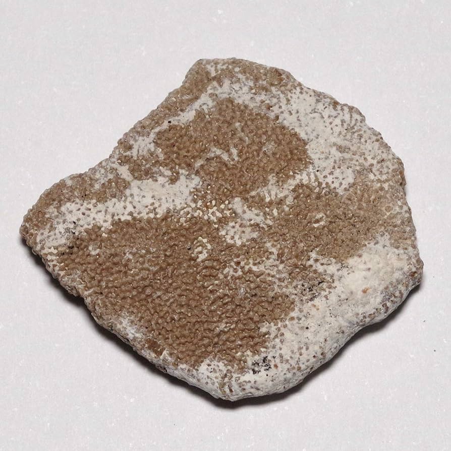 サルタサウルス 卵殻 化石 恐竜 鉱物標本 本物 サルタサウルス恐竜の