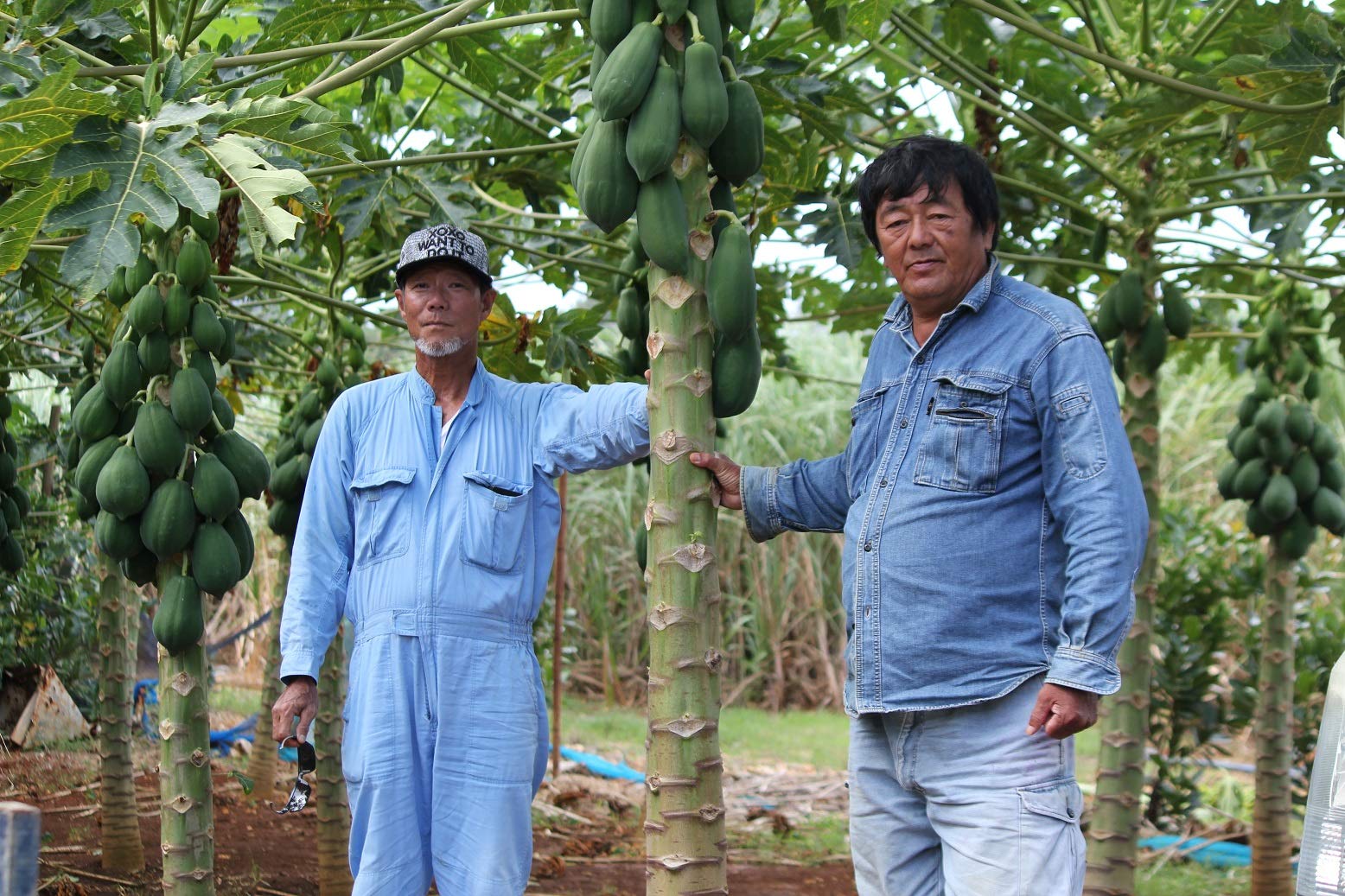 Amazon.co.jp: 沖縄産 青パパイヤ 約1kg（1玉～3玉）ご自宅用 ここち