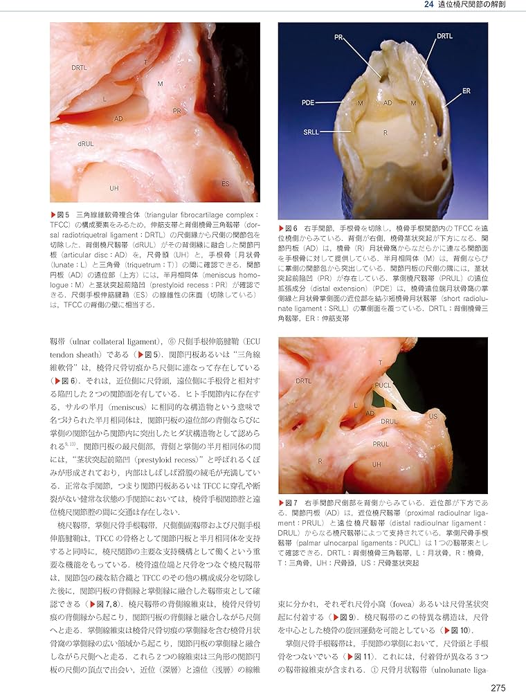 The Grasping Hand 日本語版(グラスピング・ハンド): 手・上肢の構造と