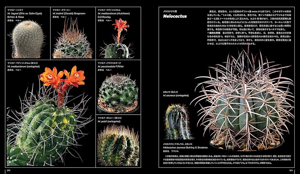 サボテン全書 All about CACTUS | パワポン・スパナンタナーノン, 飯島