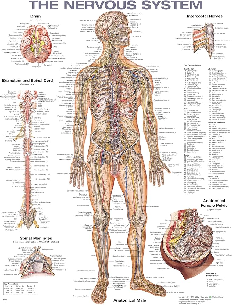 The Nervous System Anatomical Chart: 9781975214326: Medicine