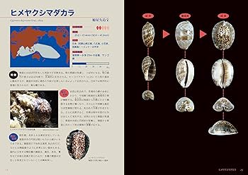 Amazon.co.jp: タカラガイ・ブック(改訂版)ー日本のタカラガイ図鑑ー