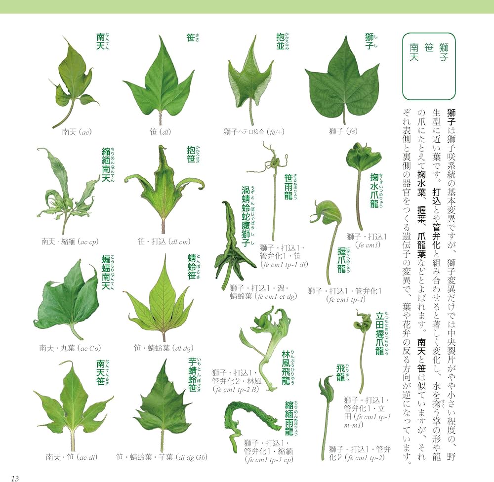 変化朝顔図鑑: アサガオとは思えない珍花奇葉の世界 | 仁田坂 英二 |本