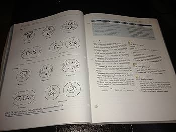 91kW20sef5L._AC_UF350,