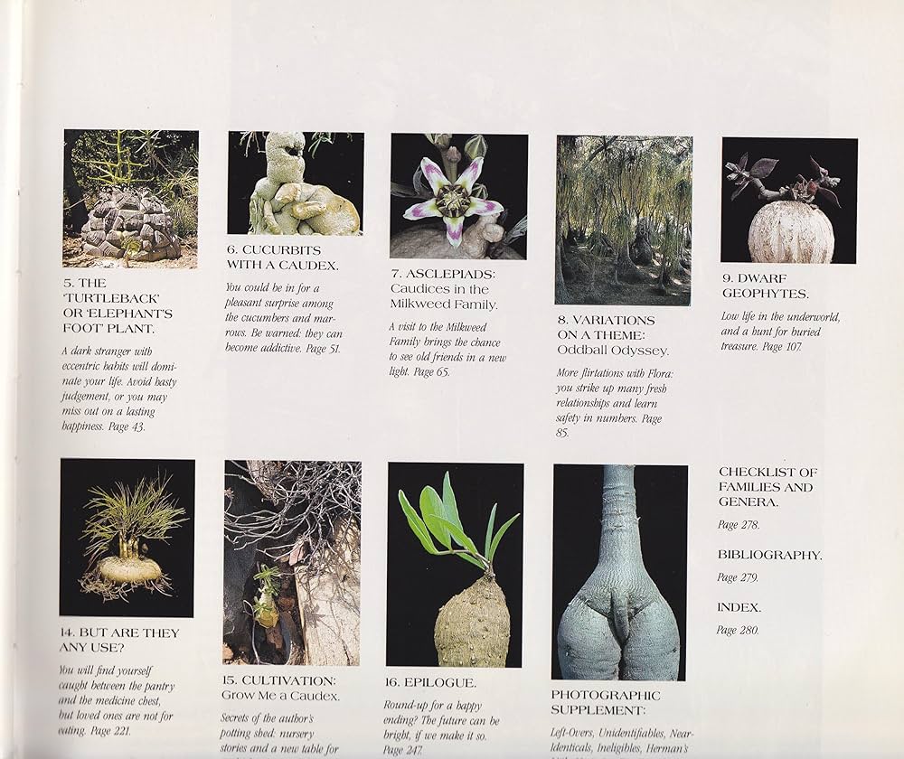 Caudiciform and Pachycaul Succulents: Pachycauls, Bottle-,Barrel