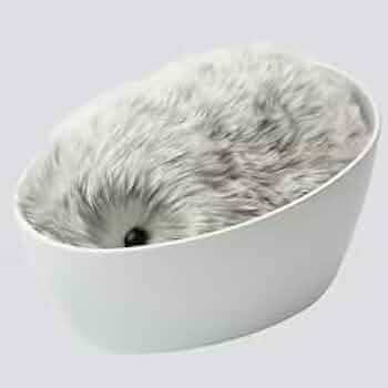 21P4QKYRj5L._AC_UF350,