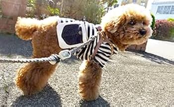 Amazon.co.jp: レヨネックスのお守り「レヨガード」 すでにミニレ