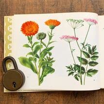 Amazon.co.jp: ドイツの古い植物図鑑(HEILPFLANZEN 2)アンティーク