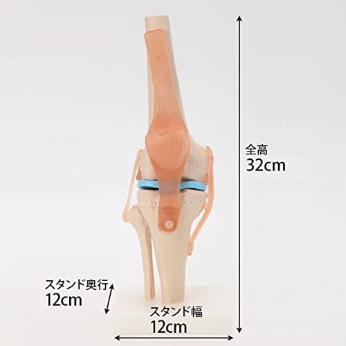 Amazon.co.jp: 7ウェルネ 膝関節模型 実物大 [ 人体模型 骨格模型 骨格