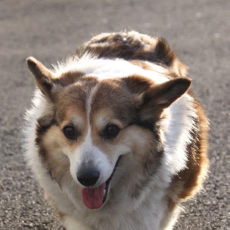 Amazon.co.jp: 権力分立制の研究 : 清宮 四郎: Japanese Books