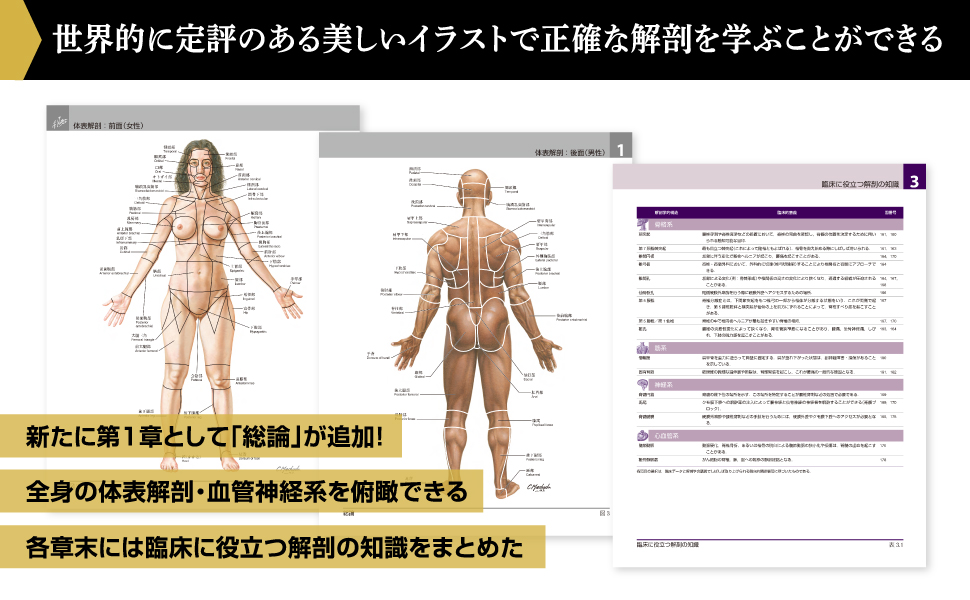 Amazon.co.jp: ネッター解剖学アトラス[電子書籍付](原書第7版) : 相磯