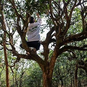 Amazon.co.jp: 【雲南省産】古樹生普洱茶 50g 箱入り｜ 希少な逸品