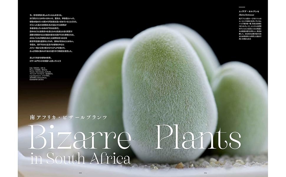 INDOOR JUNGLE （インドアジャングル）No.05 南アフリカ・ビザール