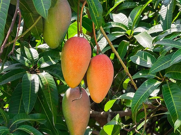 Amazon.co.jp: マンゴーの苗木 品種:マハチャノック 6号硬質ポット 2