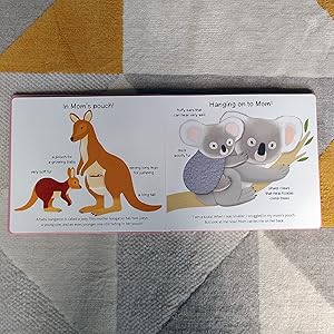 Touch and Explore: Safari: Babin, Stephanie, Deneux, Xavier