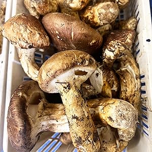 Amazon.co.jp: 生松茸 訳あり 約500g ＜開き方・大きさおまかせ＞ 空輸