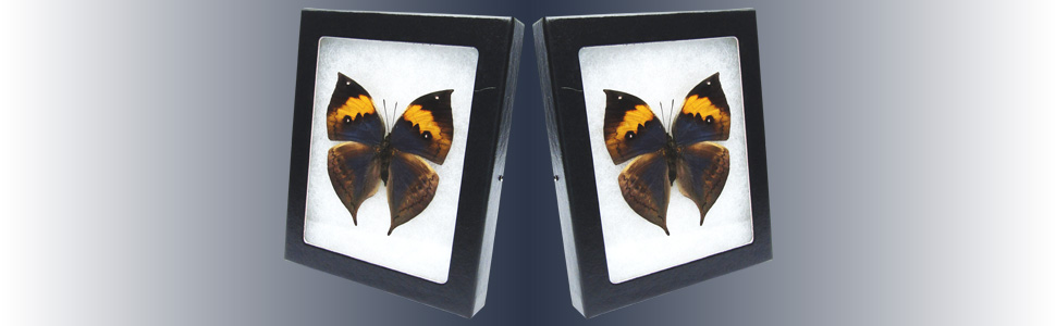 Amazon.com: BicBugs Kallima inachus blue yellow leaf mimic