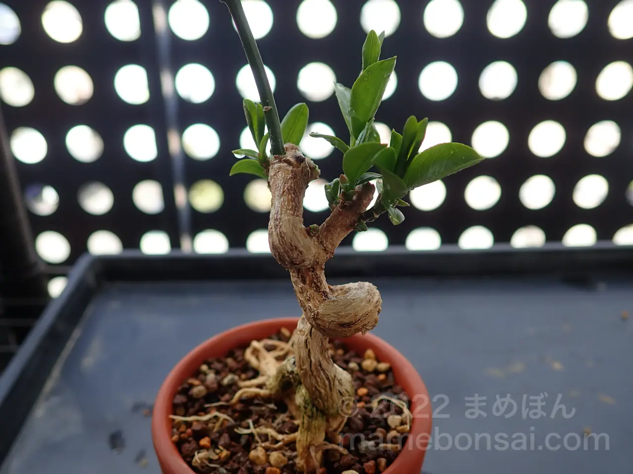 真弓（マユミ）の植え替えをしました！ | まめぼん 〜mamebon〜