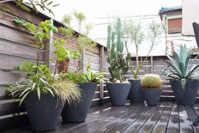 ドライガーデン 鉢植え植栽 - ドライガーデン・植栽デザイン専門店