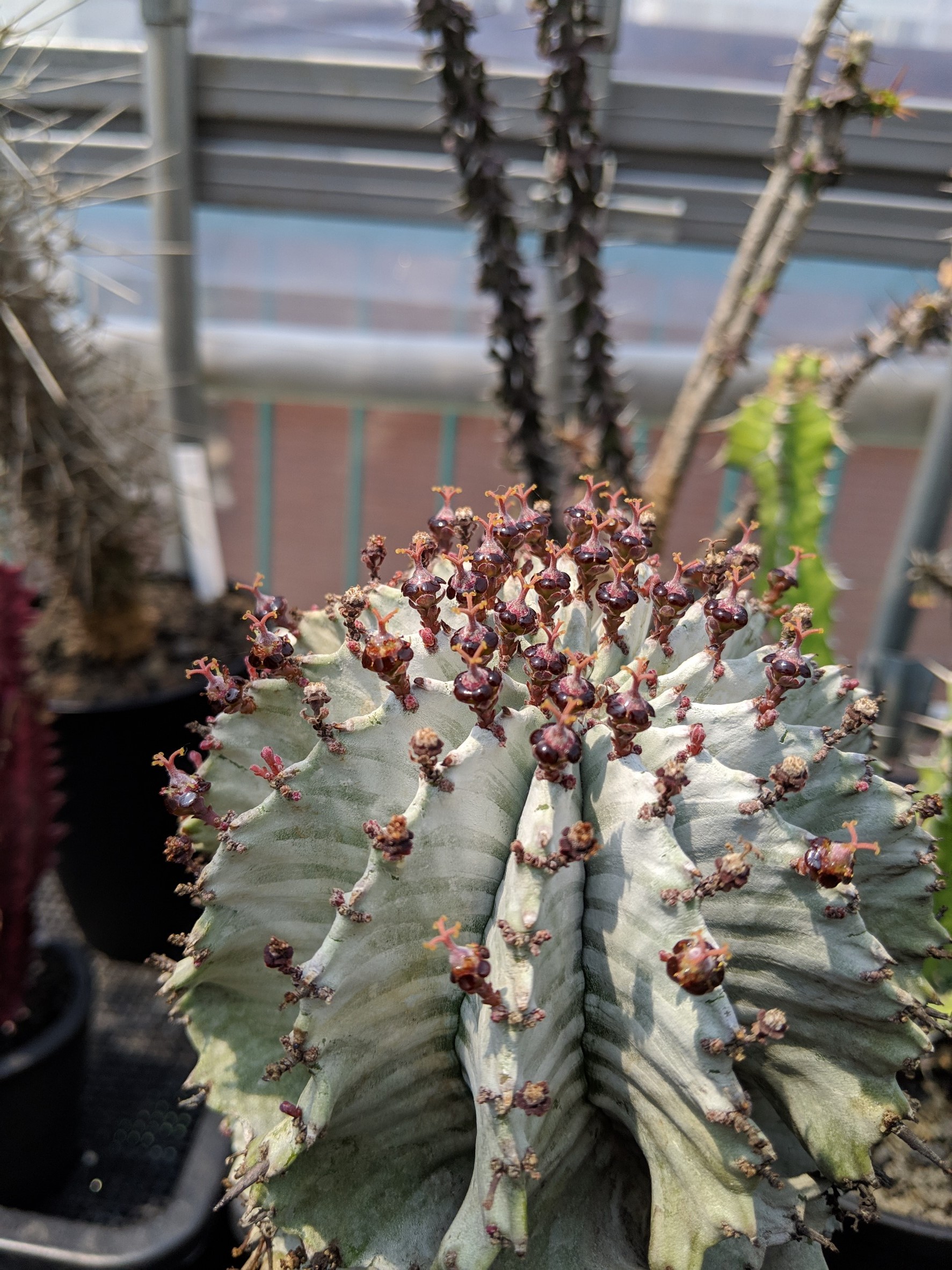 ユーフォルビアホリダ ダルマzebra カキ子 特大サイズ ユーフォルビア