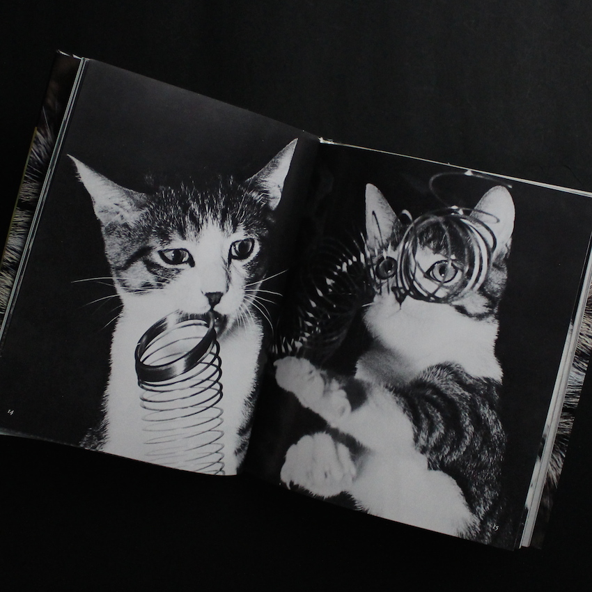 サスケ！！ いとしき猫よ（First Printing） - 深瀬 昌久 / Masahisa