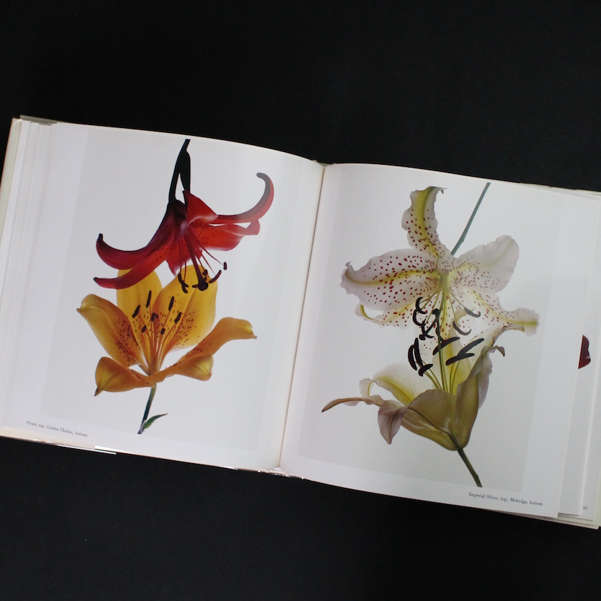 Flowers（Signed） - Irving Penn