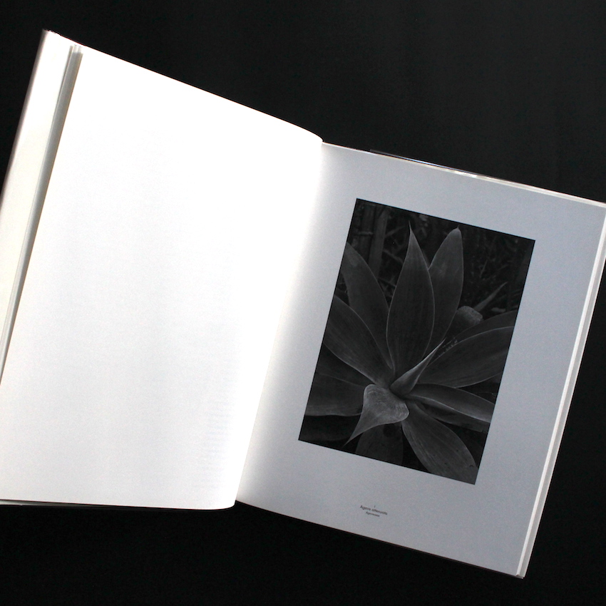 Die Welt der Pflnaze - Albert Renger Patzsch