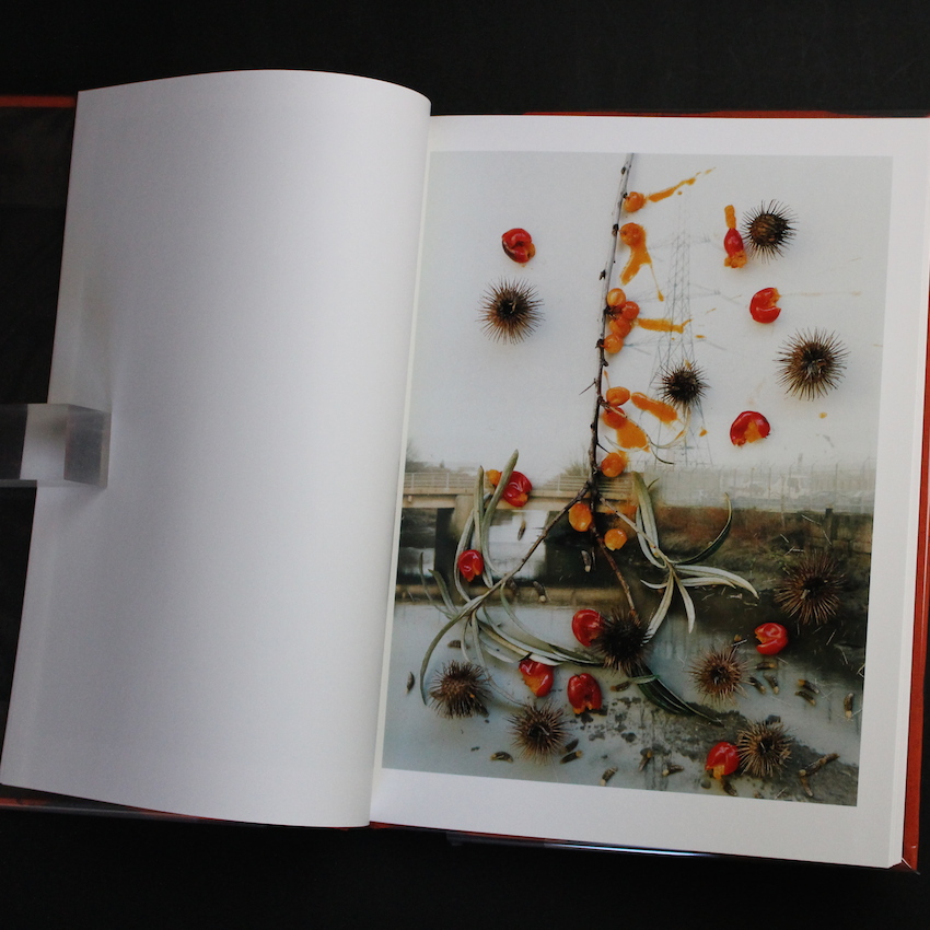 Hackney Flowers - Stephen Gill