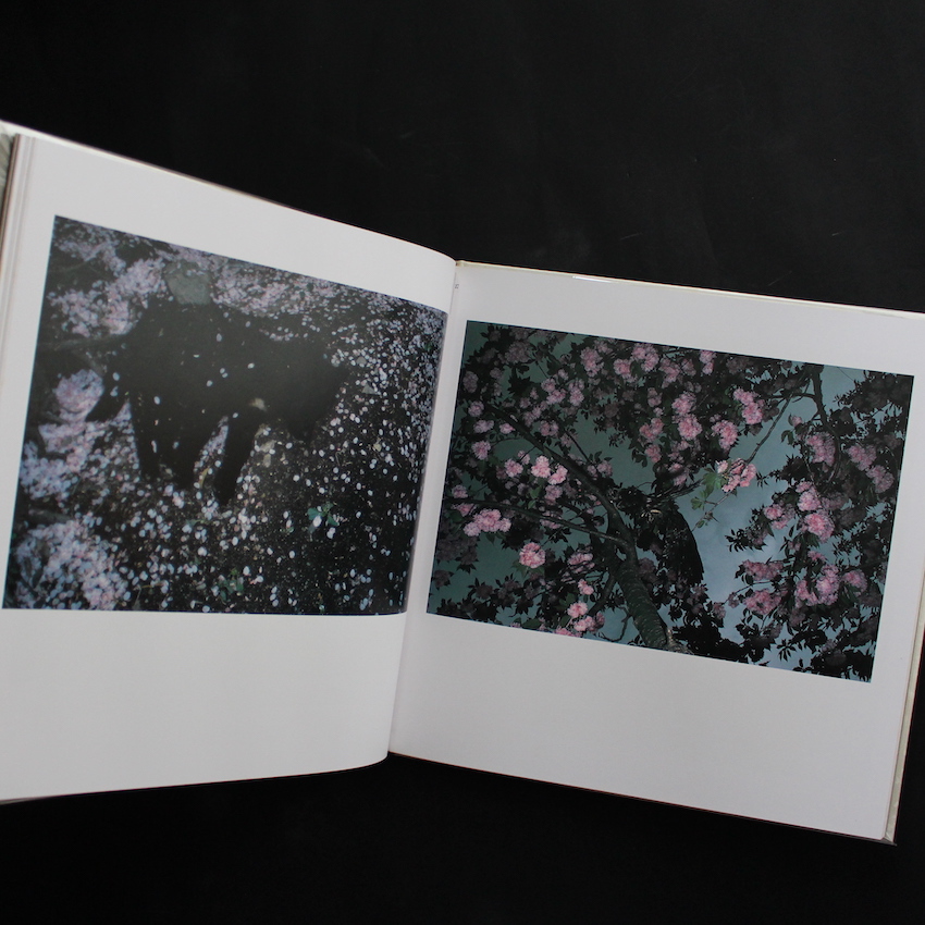 さくら 桜 サクラ 120 - 東松 照明 / Shomei Tomatsu