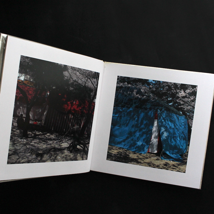 さくら 桜 サクラ 120 - 東松 照明 / Shomei Tomatsu