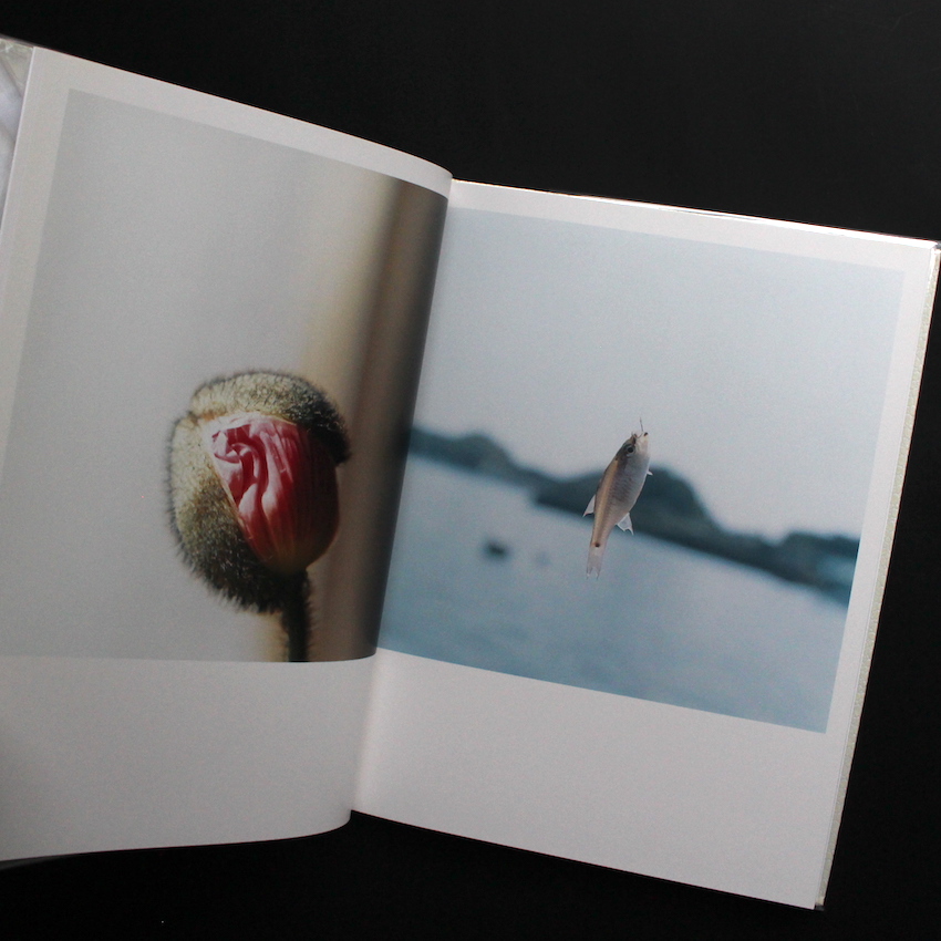 アイーラ / Aila（First Edition） - 川内 倫子 / Rinko Kawauchi